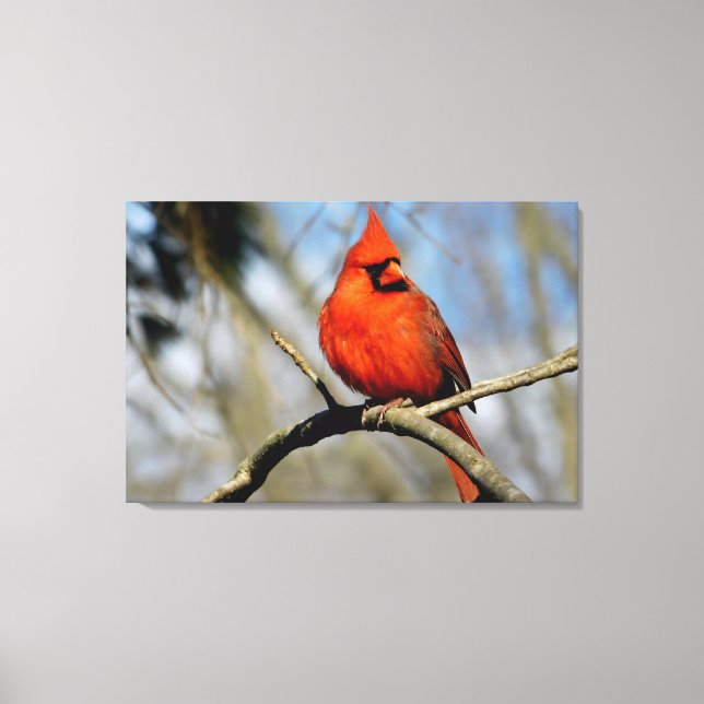 Northern Cardinal Portrait Canvas Print (Front)