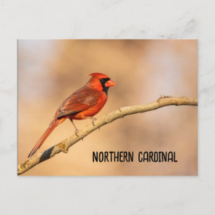 Northern Cardinal  Postcard
