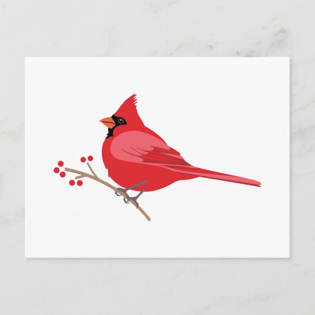 Northern Cardinal Postcard (Front)