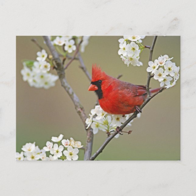 Northern Cardinal Postcard (Front)