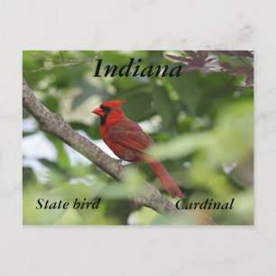 Northern cardinal postcard