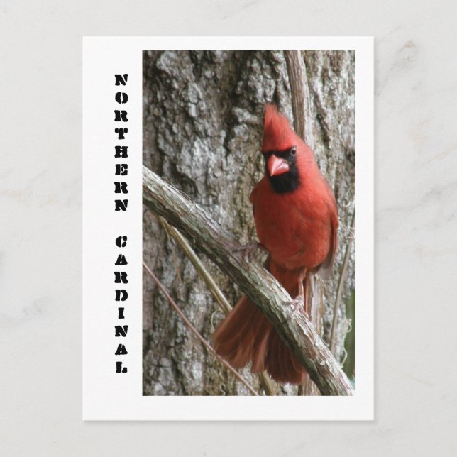 Northern Cardinal Postcard (Front)