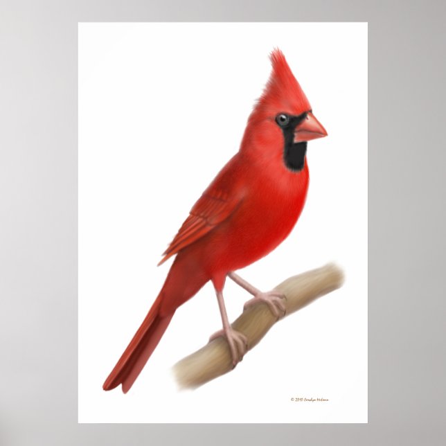 Northern Cardinal Red Bird Print (Front)