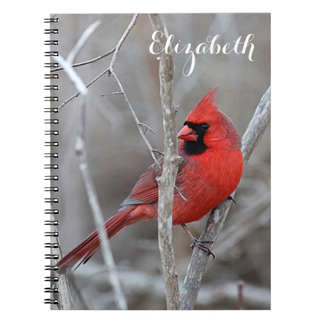 Northern Cardinal Spiral Notebook (Front)