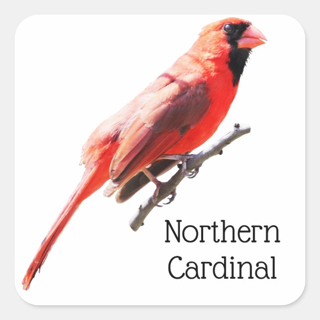 Northern Cardinal Square Sticker (Front)