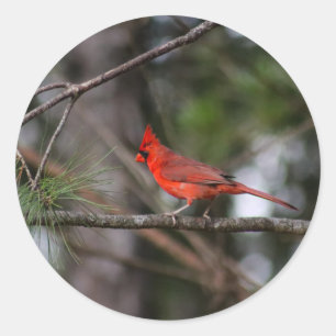 Northern Cardinal Sticker