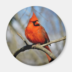 Northern Cardinal (Sunny) Round Magnet