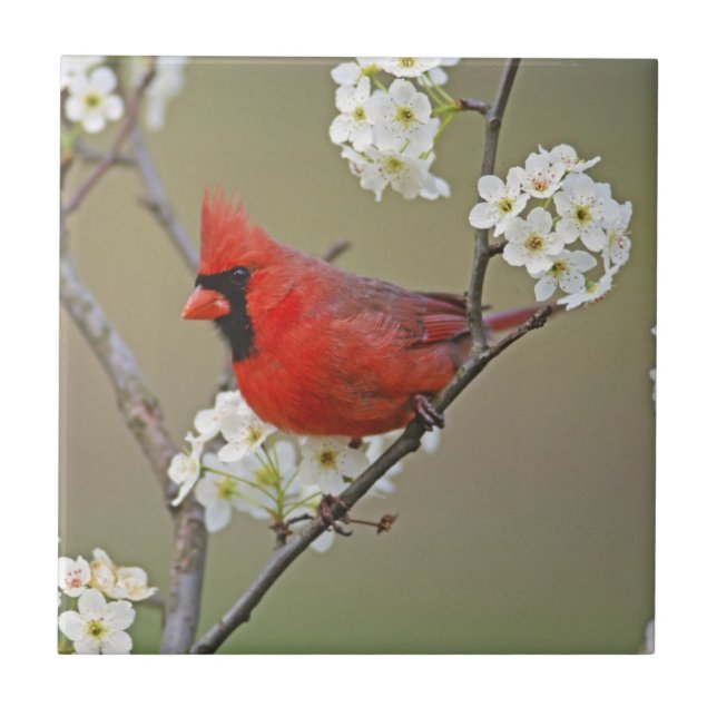 Northern Cardinal Tile (Front)