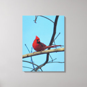Northern Cardinal with Summer Sky Canvas Print