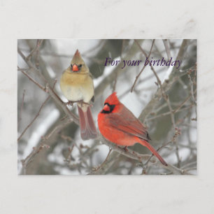 Northern Cardinals Birthday Greetings Postcard