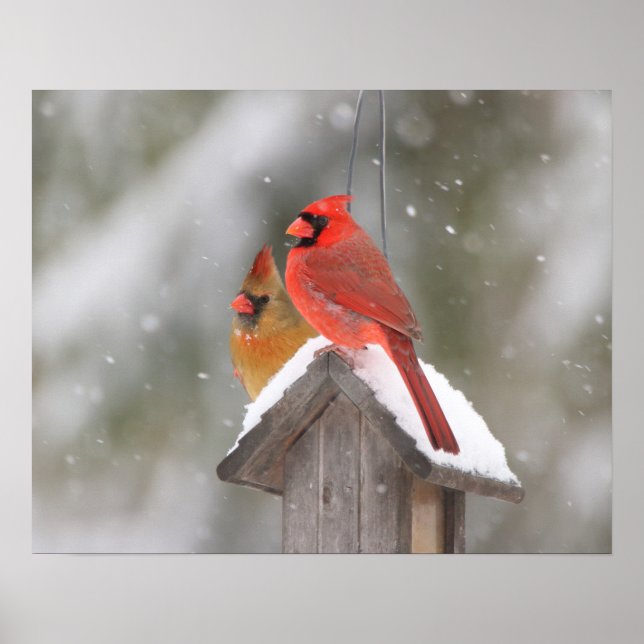 Northern Cardinals in Snow Poster (Front)