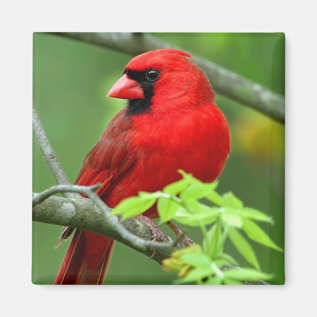 Northern cardinals magnet (Front)