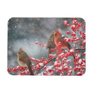 Northern Cardinals Marion, Illinois Magnet