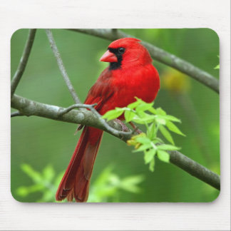 Northern cardinals mouse pad