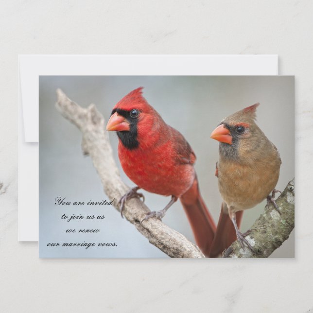 Northern Cardinals/Renewal of Marriage Vows Invitation (Front)