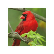 Northern cardinals