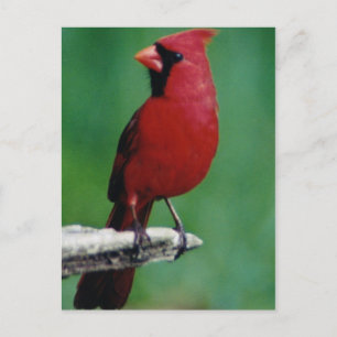 Northern Cardnials Postcard