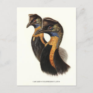 Northern cassowaries, Vintage birds Postcard