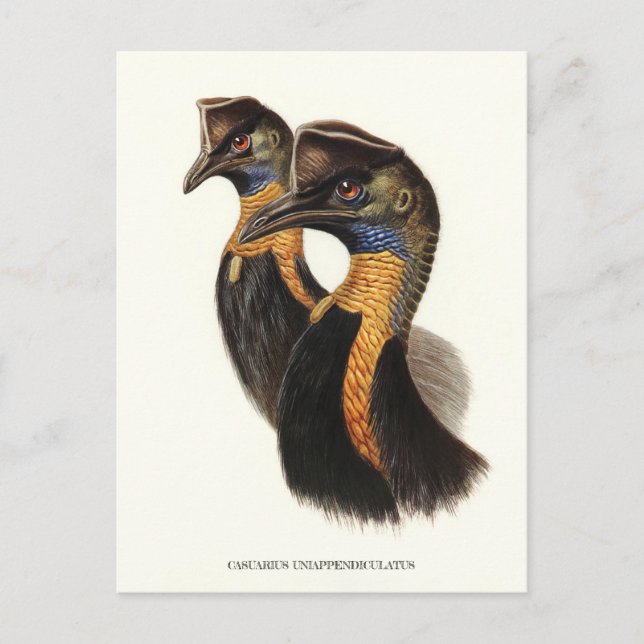 Northern cassowaries, Vintage birds  Postcard (Front)