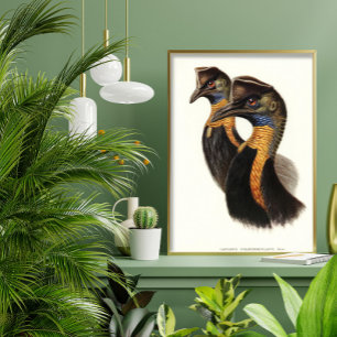 Northern cassowaries, Vintage birds  Poster