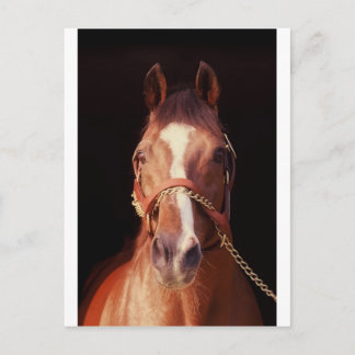 Northern Dancer Up Close & Personal! Postcard