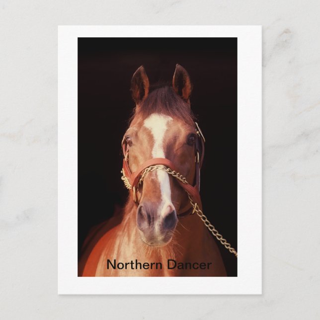 Northern Dancer...World's Greatest Stallion Postcard (Front)