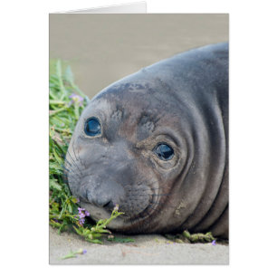 Northern Elephant Seal Pup at Piedras Blancas