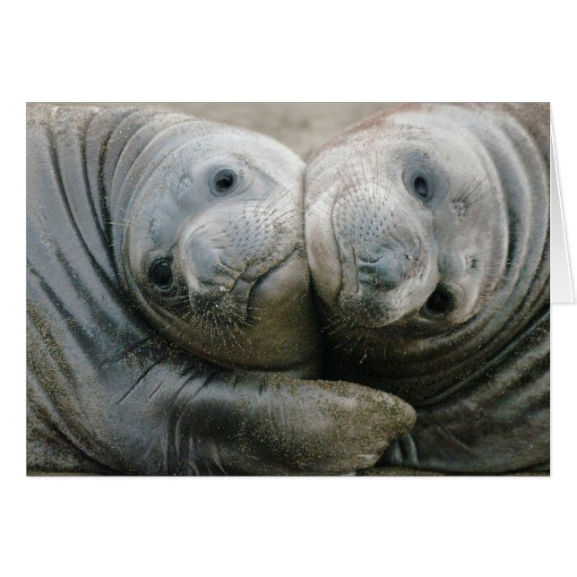Northern Elephant Seal Pups (Front Horizontal)