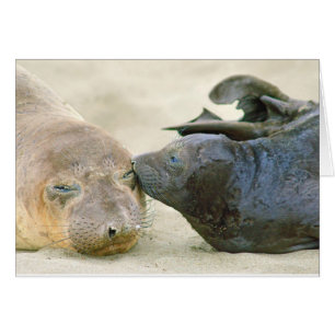 Northern Elephant Seal with Pup