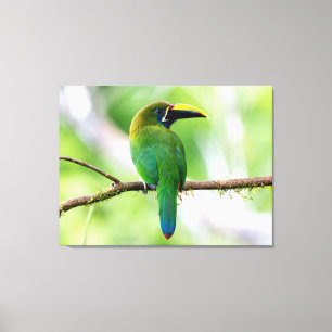 Northern Emerald Toucanet in Costa Rica Canvas Print