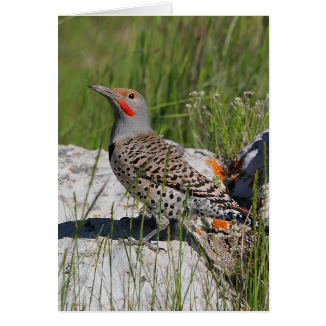 Northern Flicker (Front)