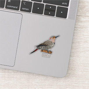 Northern flicker bird cartoon illustration