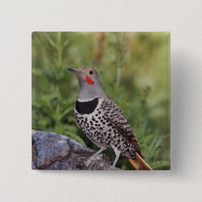 Northern Flicker, Colaptes auratus, Red-shafted 15 Cm Square Badge (Front)