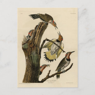 Northern Flicker from Audubon's Birds of America Postcard