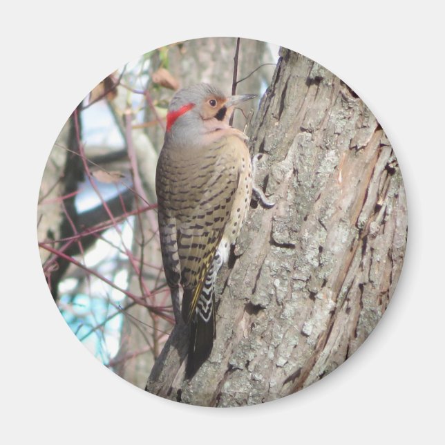 Northern Flicker Magnet. Magnet (Front)