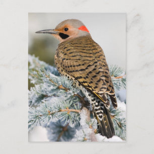 Northern Flicker male Postcard