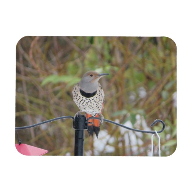 Northern Flicker on Bird Feeder Magnet (Horizontal)