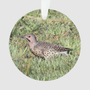 Northern Flicker Ornament