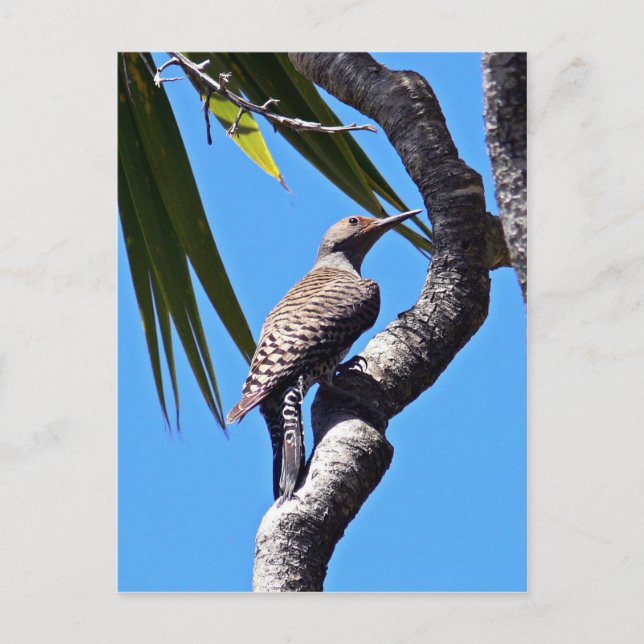 Northern flicker postcard (Front)