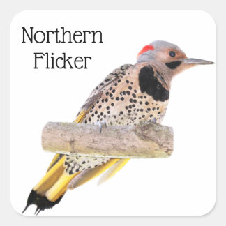 Northern Flicker Square Sticker