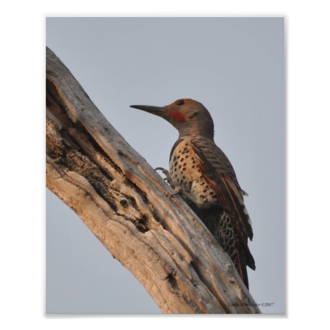 Northern Flicker Woodpecker Photo Print (Front)