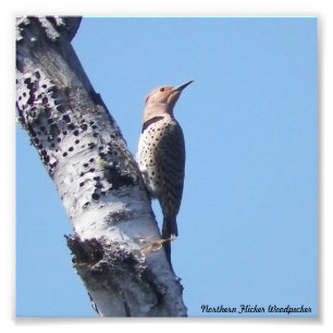 Northern Flicker Woodpecker PhotoPrint Photo Print