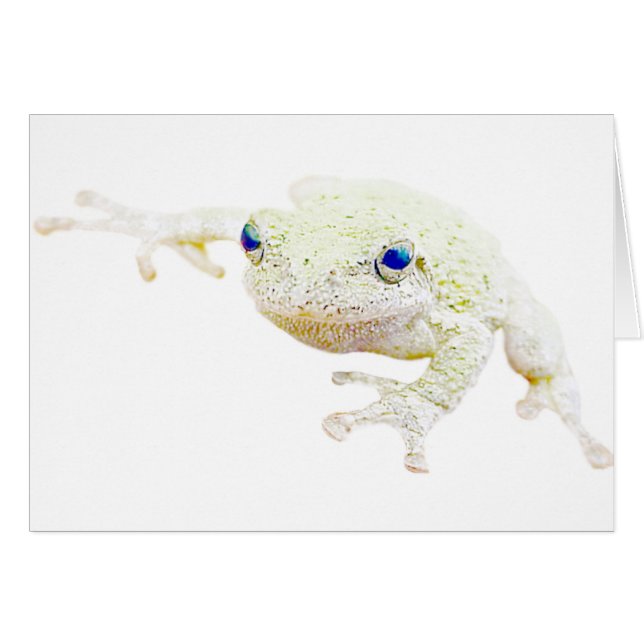 Northern Froggy (Front Horizontal)