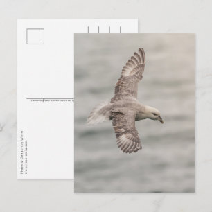 Northern Fulmar Nature Photo Postcard