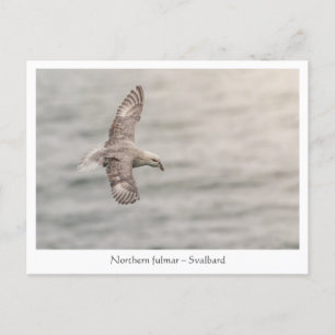 Northern fulmar Nature Photo Postcard