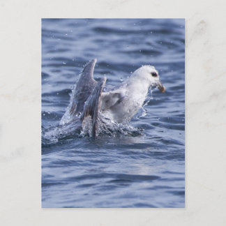 Northern fulmar  postcard