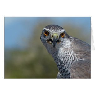 Northern Gohawk Close Up