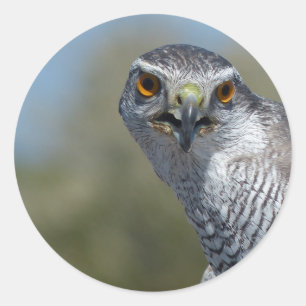 Northern Gohawk Close Up Classic Round Sticker