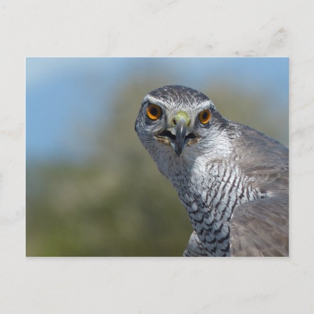 Northern Gohawk Close Up Postcard (Front)