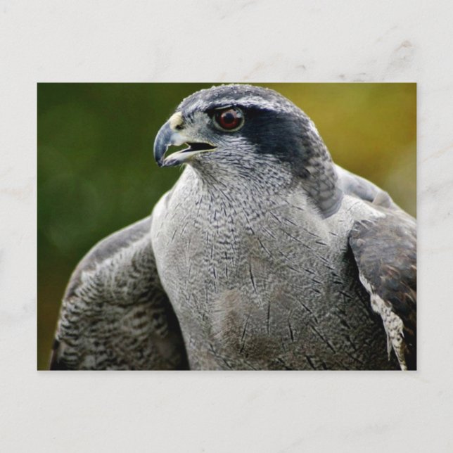 Northern Goshawk Postcard (Front)